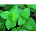 Чай Йерба Мате Selecta Эвкалипт и мята (Eucalipto + Menta) 500 г К584/500