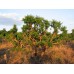 Чай Йерба Мате Selecta Двойной аромат (Doble Sabor) 500 г К575/500